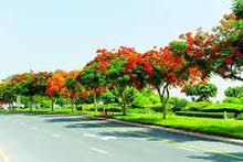Poinciana trees for sale Poinciana trees for sale