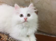 انثى شيرازي عمر شهرين انثى شيرازي عمر شهرين