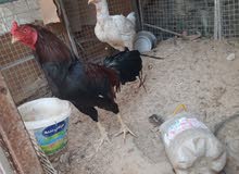 ديج ودجاجه هنديات للبيع بصحه جيده ديج ودجاجه هنديات للبيع بصحه جيده