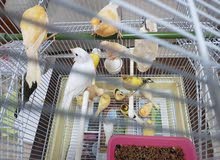 canary for sale!  كناري للبيع