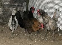 سلام عليكم للبيع 5حباو دياي زينه شي كيرلي و بولش و حبحب سلام عليكم للبيع 5حباو دياي زينه شي كيرلي و بولش و حبحب