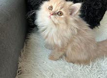 kittens for sale...قطط للبيع kittens for sale...قطط للبيع