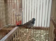 بلبول وحشي بلبول وحشي
