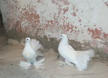 زوجين حمام(بطاريق وعرايس) زوجين حمام(بطاريق وعرايس)