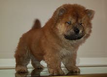 Chow Chow Male pure breed Chow Chow Male pure breed