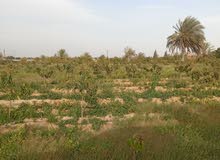 Farm Land for Sale in Beheira Wadi al-Natrun