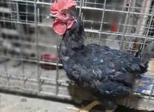 ديك عرب اسود بالكامل ديك عرب اسود بالكامل
