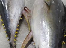 أسماك طازجة للبيع بشكل يومي. Fresh fish for sale daily أسماك طازجة للبيع بشكل يومي. Fresh fish for sale daily