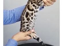 female pure bengal kitten