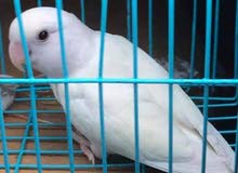 سلام عليكم شباب زوج غندورات أو نثيه روز عيون حمر سلام عليكم شباب زوج غندورات أو نثيه روز عيون حمر