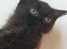 للبيع قطه شيرازيه عمرها شهرين للبيع قطه شيرازيه عمرها شهرين