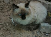 قط شيرازي عمره سنة تقريبا  لاكن عنده خوف