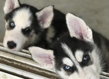 husky siberian pure husky siberian pure