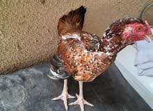 دجاج بكستاني