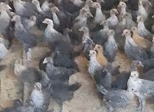 فرخات دجاج نخب