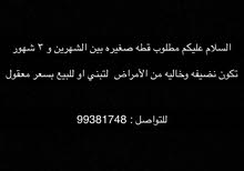 مطلوب قطط مطلوب قطط