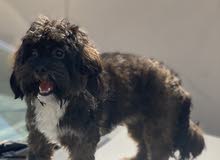Female Shih tzu mix Female Shih tzu mix