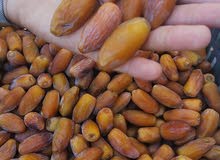 دقلة أوجلة الموسم الجديد دقلة أوجلة الموسم الجديد