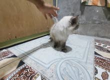 قطه هملايا للبيع قطه هملايا للبيع