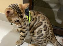 Bengal cat meal vaccinated with a passport Bengal cat meal vaccinated with a passport