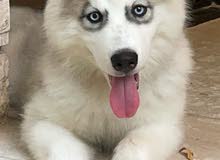 husky pure husky pure