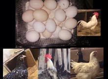 بيض دجاج اقره الوصف مهم! بيض دجاج اقره الوصف مهم!