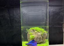 Planted Aquarium Planted Aquarium