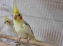 Cockatiel Pair Cockatiel Pair