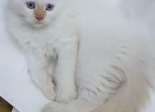 قط أبيض ذكر