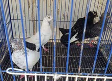 للبيع حمام للبيع حمام
