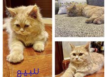 قط للبيع قط للبيع