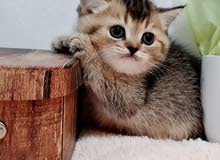 5000-30000dhs per kitten scottish fold and straight available in UAE different 5000-30000dhs per kitten scottish fold and straight available in UAE different