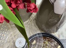 تمر مدلوك ( مع الهيل و السمن العربي و المكسرات و الزعفران) تمر مدلوك ( مع الهيل و السمن العربي و المكسرات و الزعفران)