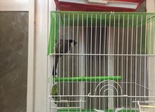 بلابل وحشيات شط ديالى بلابل وحشيات شط ديالى