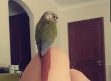 Pineapple conure Parrot Pineapple conure Parrot