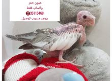 فرخ كوكتيل غر Baby cocktail فرخ كوكتيل غر Baby cocktail