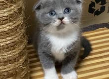 Scottish fold