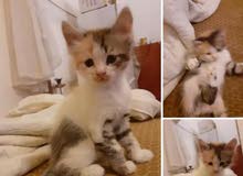 شيرازي أميركي صغيرة شيرازي أميركي صغيرة