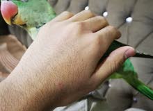 ببغاء درة نيبالي ذكر ببغاء درة نيبالي ذكر