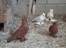 حمام رواعب للبيع حمام رواعب للبيع