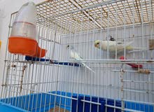 بقلينو زوز كوبيات وزاز ذكور فراديات صفر بقلينو زوز كوبيات وزاز ذكور فراديات صفر