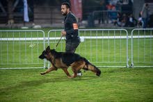 female long hair German Shepard female long hair German Shepard