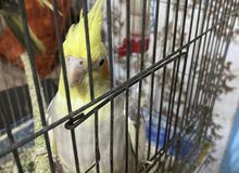 عصفور كوكتيل أنثى ما بتعض اليفه كثير