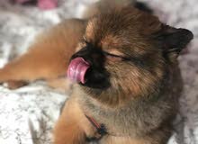 Pomeranian Male 10 Months old Pomeranian Male 10 Months old