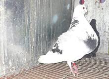 Pigeon Voleur