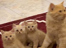 شيرازي شيرازي