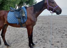 حصان للبيع طيب جدا هادي حيل يصلح للصغار بيع سريع