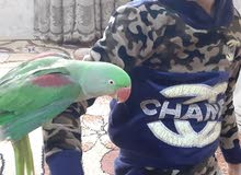متاح نثية دره نيبالي متاح نثية دره نيبالي