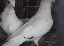 زوج ارفل بزارت ويفدن للتزريك للبيع او مراوس حسب القناعه زوج ارفل بزارت ويفدن للتزريك للبيع او مراوس حسب القناعه
