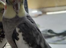 cockatiel cockatiel